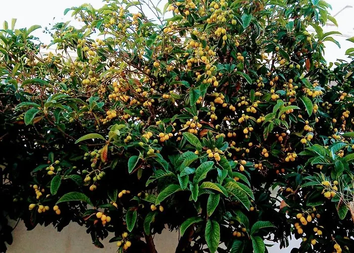 Fenice Barocca * レッチェ