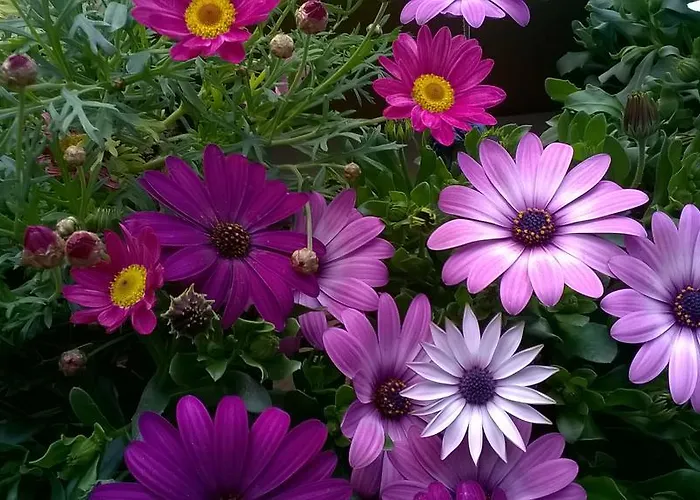 Fenice Barocca レッチェ