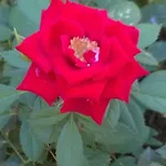 לינה וארוחת בוקר Fenice Barocca