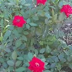 Fenice Barocca לצ'ה