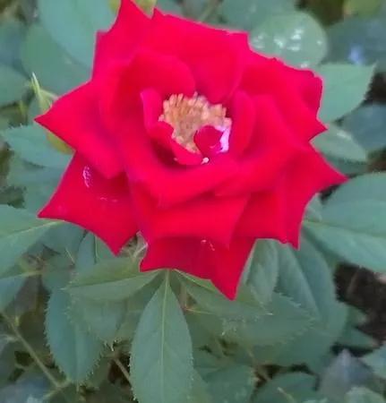 Bed & Breakfast Fenice Barocca