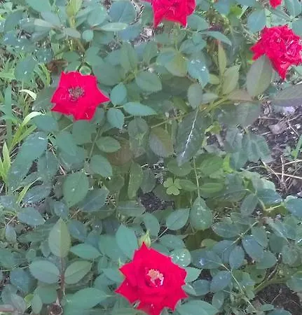 Fenice Barocca 莱切