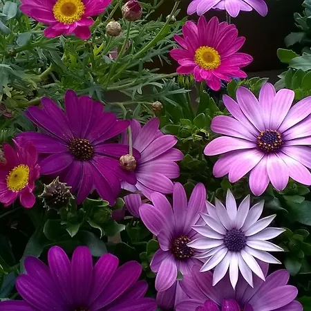 Fenice Barocca Lecce