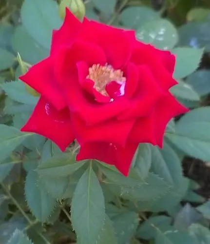 Bed & Breakfast Fenice Barocca