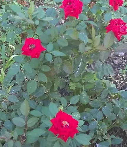 Fenice Barocca Lecce